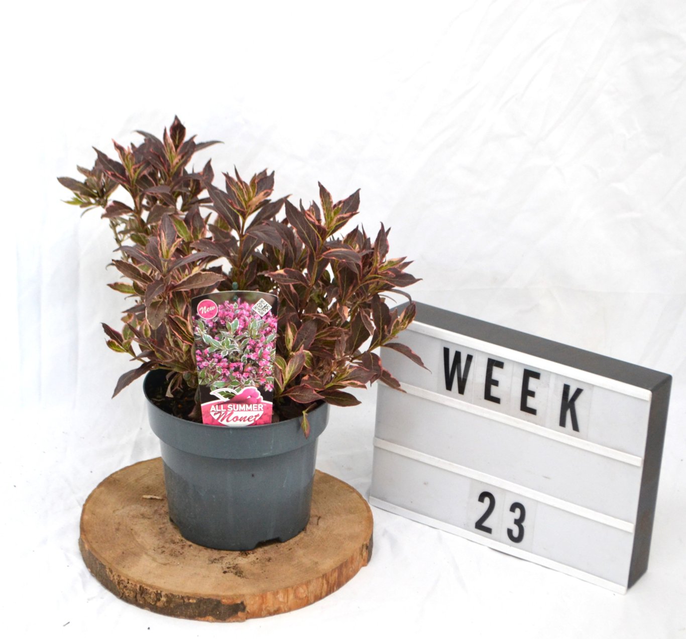 Weigela florida 'All Summer Monet' - C3 20-40 CM